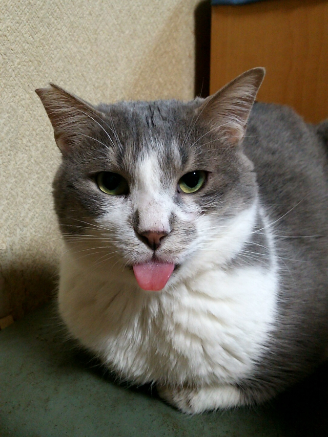 アインシュタインのモノマネ アインシュタインのモノマネ