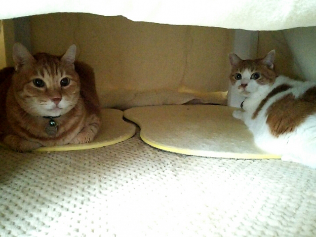こたつが温かいとき こたつが温かいとき