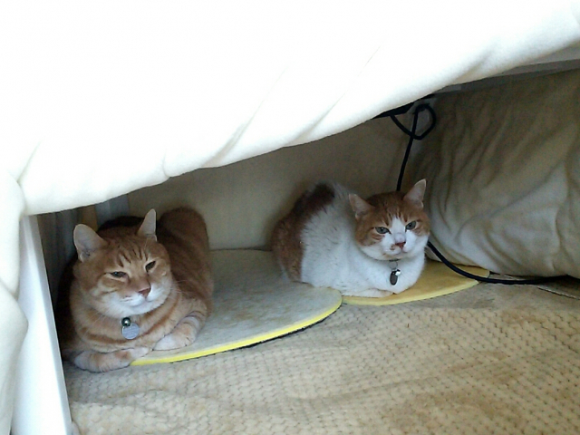 こたつが温かくないとき こたつが温かくないとき