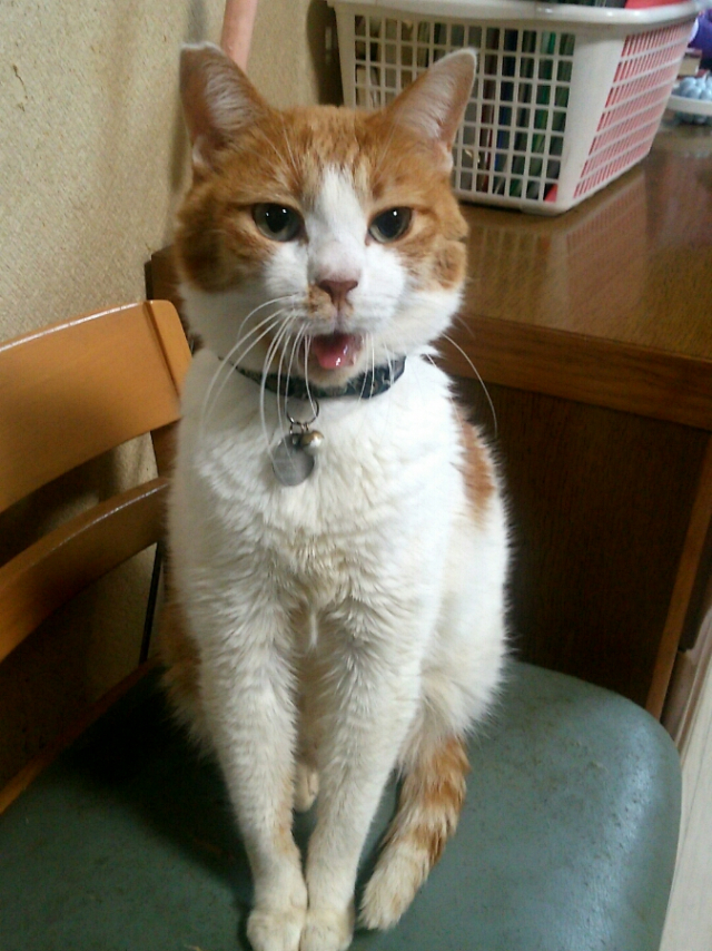 ゴロちん ゴロちん